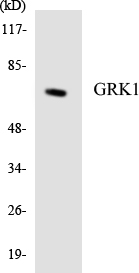 a03924 grk1 primary antibodies wb testing 4
