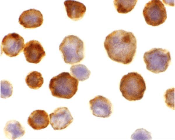 Immunocytochemistry of FLASH in HeLa cells with FLASH antibody at 10 μg/mL