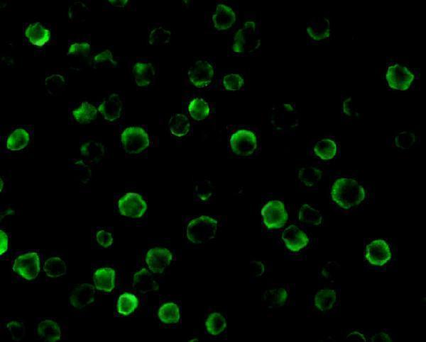 Immunofluorescence of FLASH in HeLa cells with FLASH antibody at 10 μg/mL