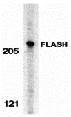 Western blot analysis of FLASH in HeLa whole cell lysate with FLASH antibody at 0
