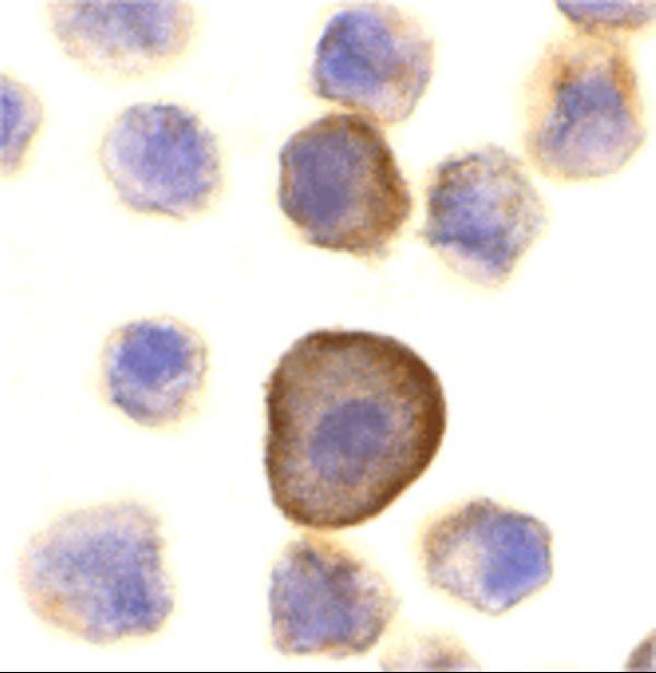 a03926 perp primary antibodies icc testing 4