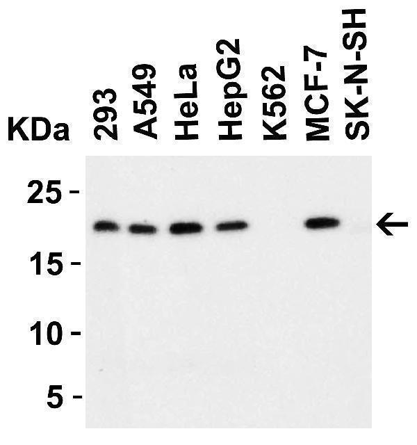 a03926 perp primary antibodies wb testing 2