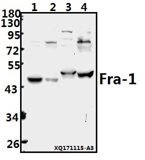 Western blot (WB) analysis of Fra-1 (D134) pAb at 1:500 dilution
Lane1:PC3 whole cell lysate(40ug)
Lane2:HepG2 whole cell lysate(40ug)
Lane3:The Brain tissue lysate of Mouse(40ug)
Lane4:PC12 whole cell lysate(40ug)