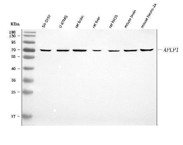  Western blot analysis of APLP1 using anti-APLP1 antibody (A03929)