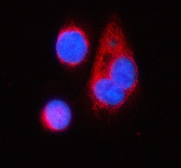 a03934 3 tnik primary antibodies if testing 14