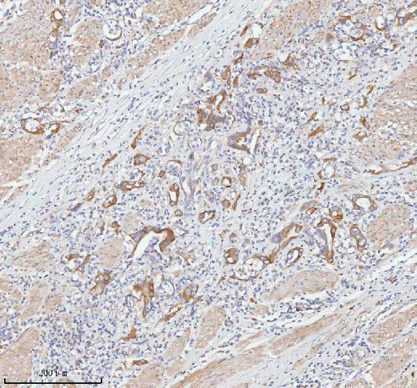 a03934 3 tnik primary antibodies ihc testing 10