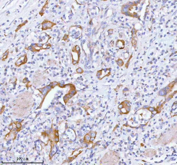 a03934 3 tnik primary antibodies ihc testing 11