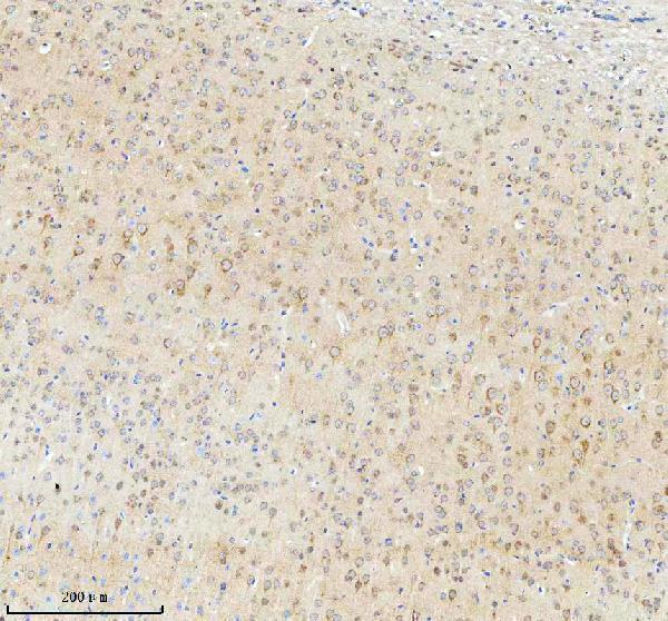 a03934 3 tnik primary antibodies ihc testing 12