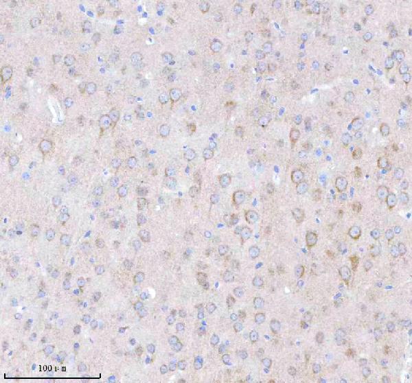 a03934 3 tnik primary antibodies ihc testing 13