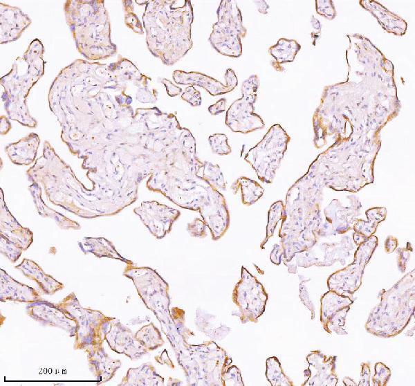 a03934 3 tnik primary antibodies ihc testing 4