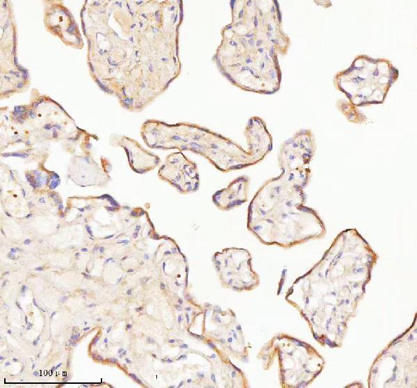 a03934 3 tnik primary antibodies ihc testing 5