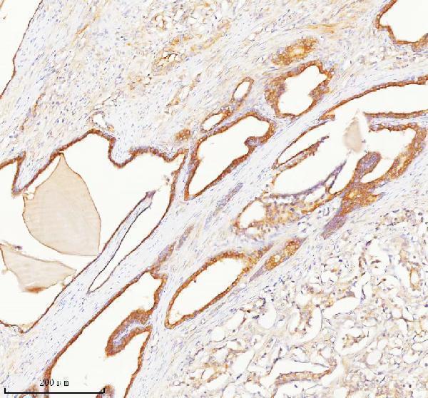 a03934 3 tnik primary antibodies ihc testing 6