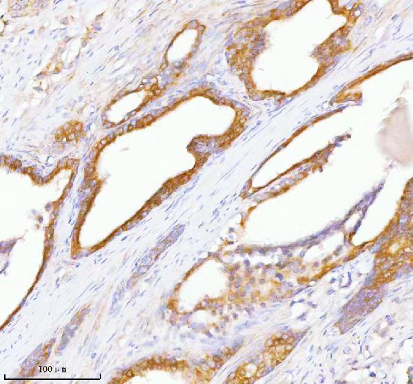 a03934 3 tnik primary antibodies ihc testing 7