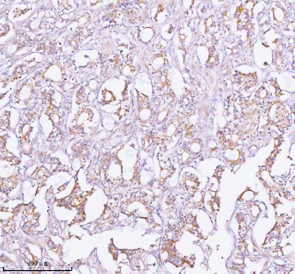 a03934 3 tnik primary antibodies ihc testing 8