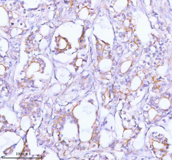 a03934 3 tnik primary antibodies ihc testing 9
