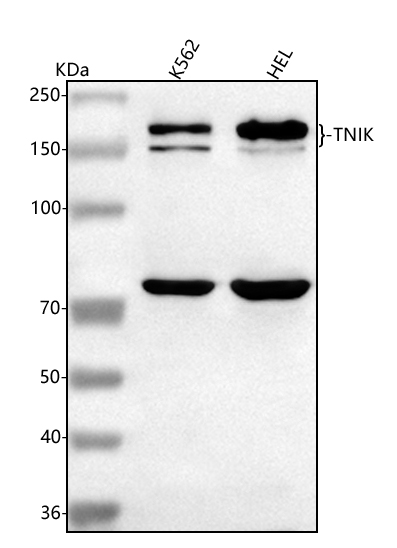  Western blot analysis of TNIK using anti-TNIK antibody (A03934-3)