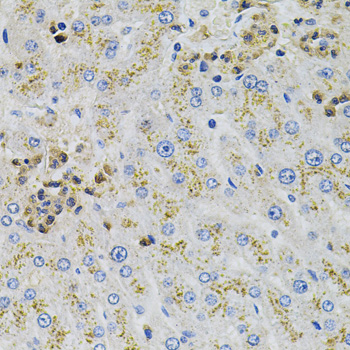 a03935 aars primary antiboties ihc testing 2