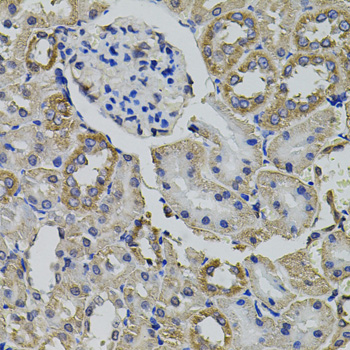 a03935 aars primary antiboties ihc testing 3