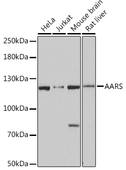 a03935 aars primary antiboties wb testing 1