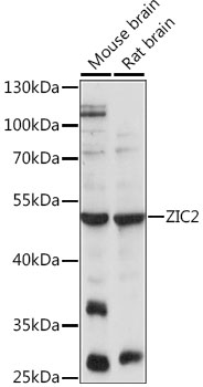 a03936 zic2 primary antiboties wb testing 1