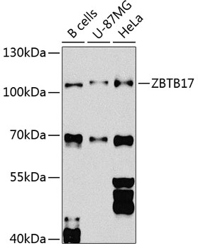 a03938 zbtb17 primary antiboties wb testing 1
