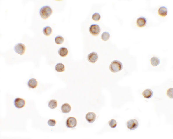 a03940 rilp primary antibodies icc testing 2