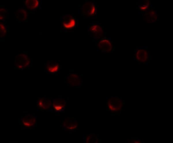 a03940 rilp primary antibodies if testing 3