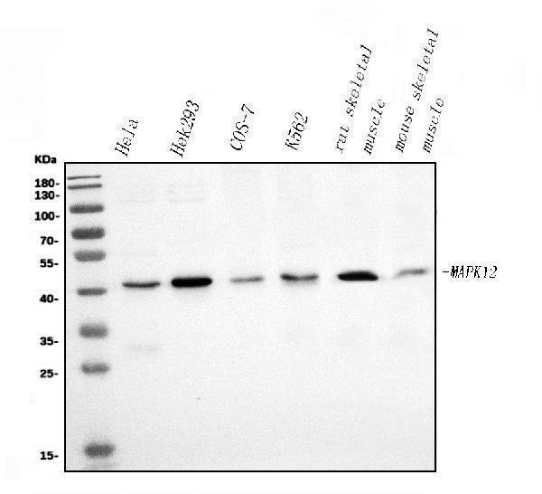 a03942 1 mapk12 primary antibodies wb testing 1