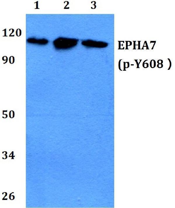 a03943y608 epha7 primary antiboties wb testing 1