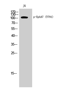 a03943y791 epha7 primary antibodies wb testing 1