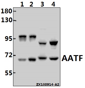 a03945 1 aatf primary antiboties wb testing 1