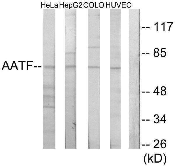 a03945 2 aatf primary antibodyes wb testing 2