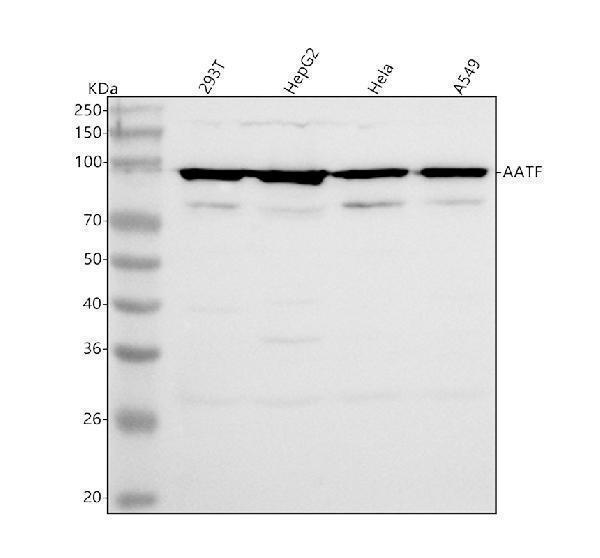  Western blot analysis of AATF using anti-AATF antibody (A03945-3)