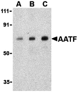 a03945 aatf primary antibodies wb testing 1