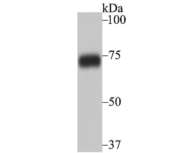 a03946 1 syncrip primary antiboties wb testing 1