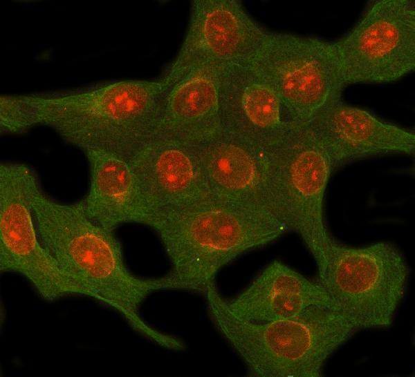 a03950 2 nup62 primary antibodies if testing 3