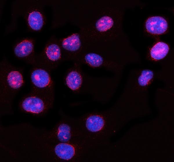 a03950 2 nup62 primary antibodies if testing 4