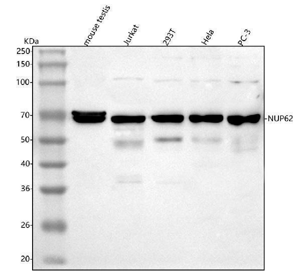 a03950 2 nup62 primary antibodies wb testing 1