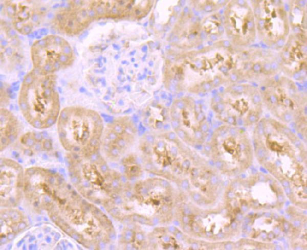 Immunohistochemical analysis of paraffin-embedded rat kidney tissue using anti-VPS26 antibody