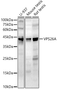 a03951 vps26a primary antiboties wb testing 1