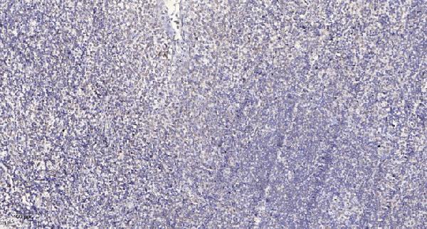 a03954 1 cep55 primary antibodies ihc testing 1