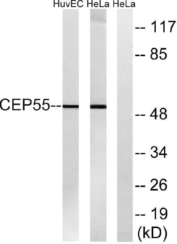 a03954 1 cep55 primary antibodies wb testing 3