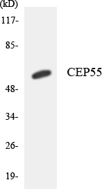 a03954 1 cep55 primary antibodies wb testing 4