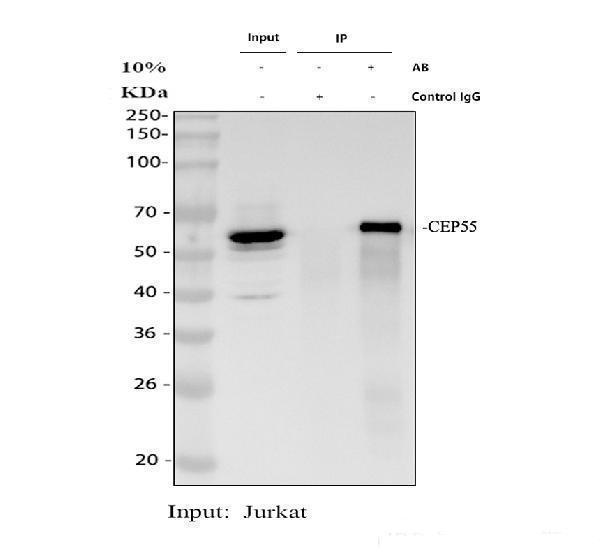 a03954 3 cep55 primary antibodies ip testing 1