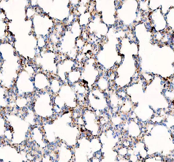 a03957 1 slc34a2 primary antibodies ihc testing 4
