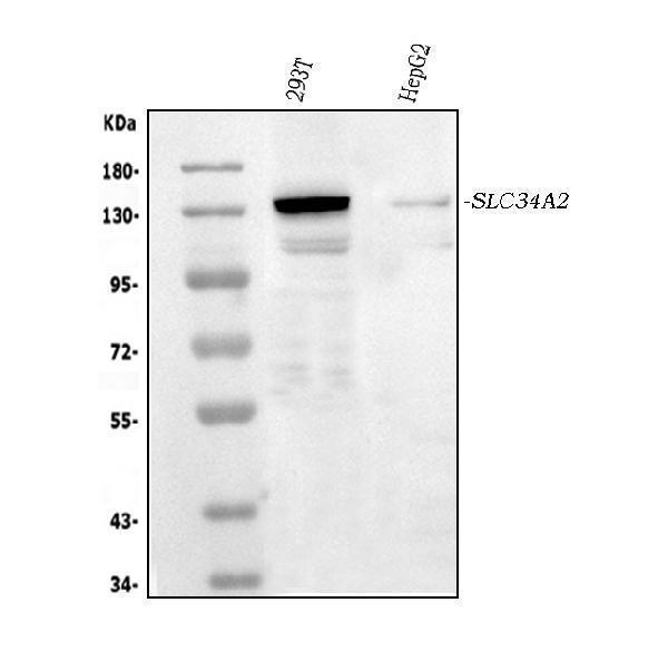 a03957 1 slc34a2 primary antibodies wb testing 1_1