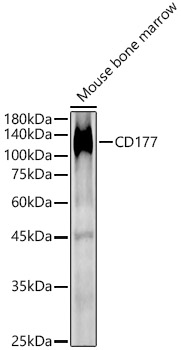 Western blot analysis of Mouse bone marrow, using CD177 antibody  at 1:840 dilution