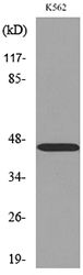 a03958 cd177 primary antibodies wb testing 3