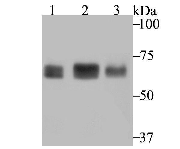 Western blot analysis of p60 CAF1 on different cell lysates using anti-p60 CAF1 antibody at 1/1,000 dilution