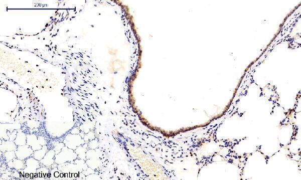 a03964t287 camk2b primary antibodyes ihc testing 12